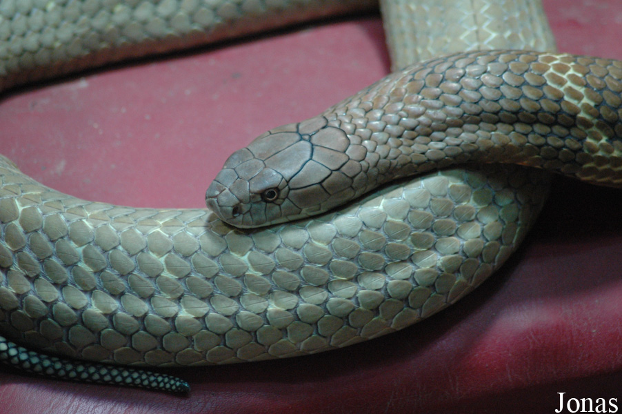 Ophiophagus hannah