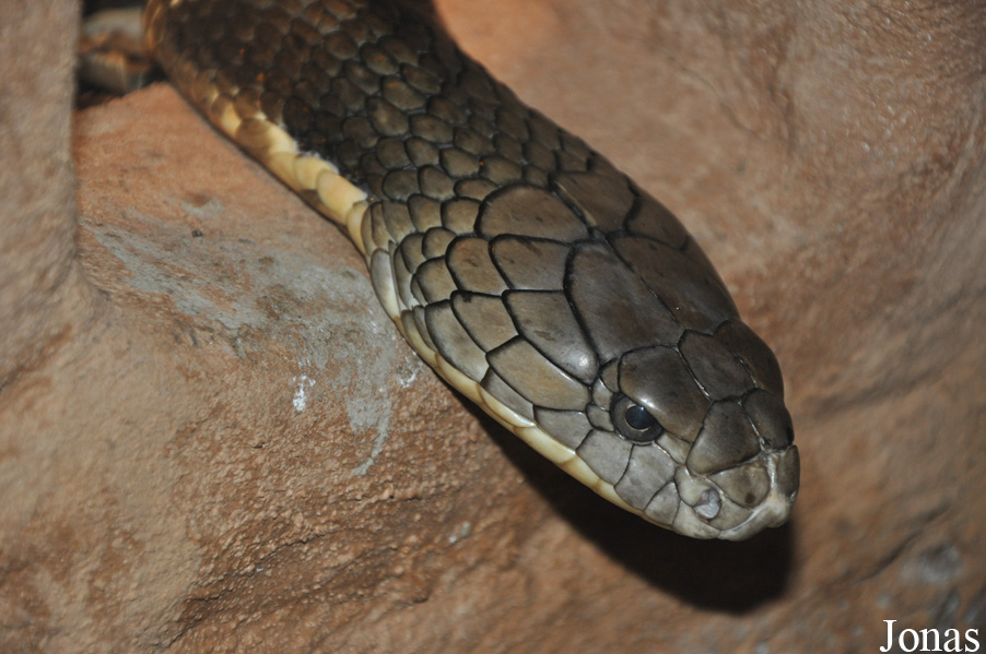 Ophiophagus hannah
