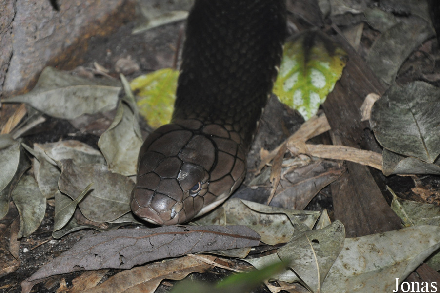 Ophiophagus hannah
