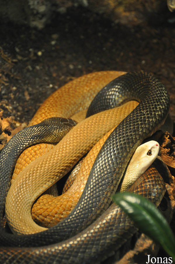 Oxyuranus scutellatus