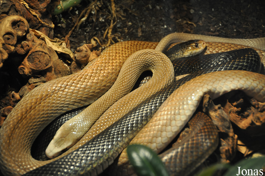 Oxyuranus scutellatus