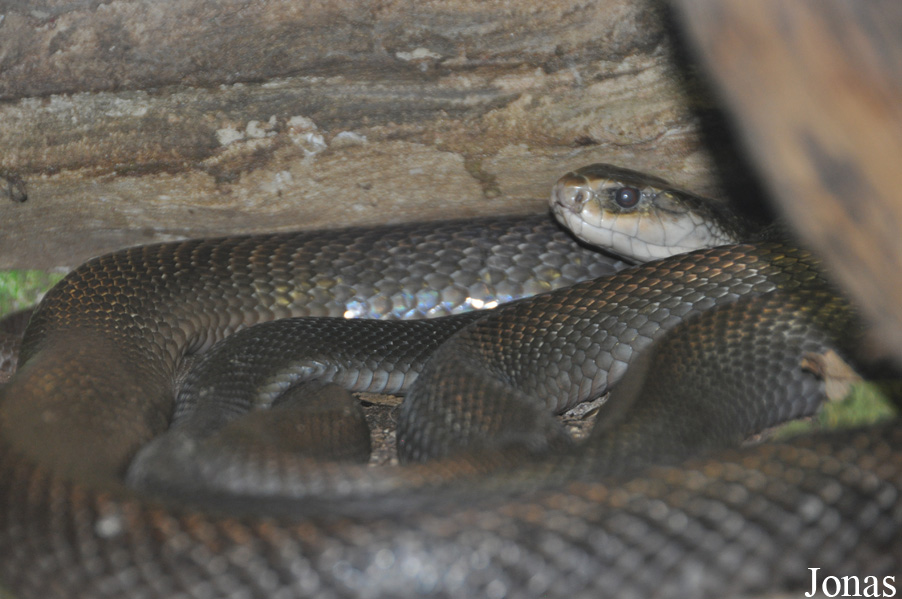 Oxyuranus scutellatus canni