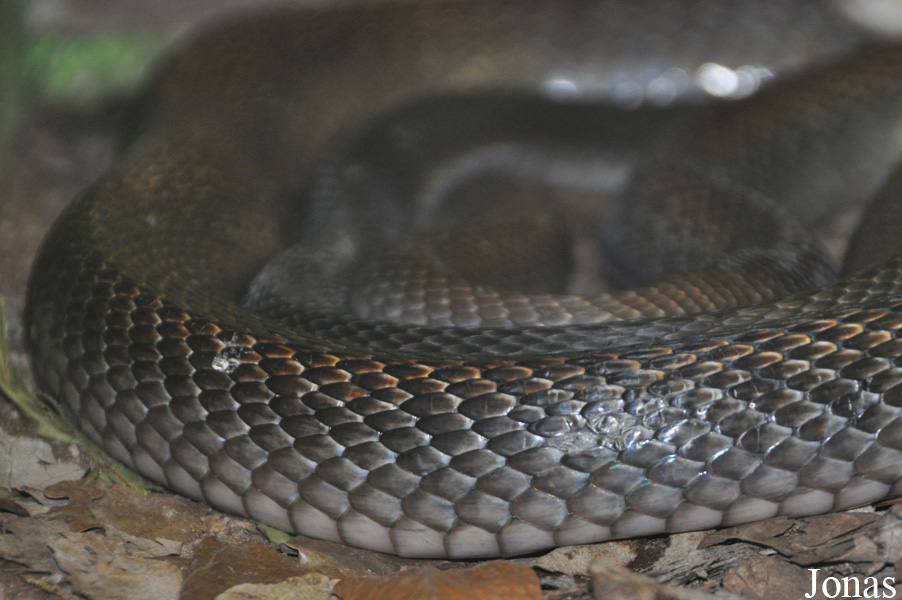 Oxyuranus scutellatus canni