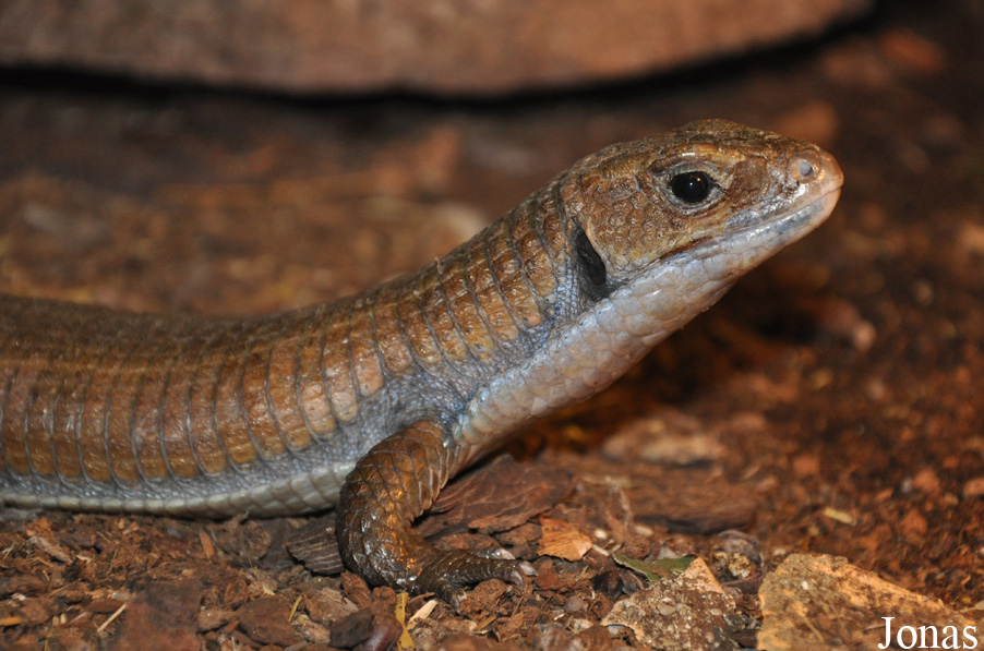 Gerrhosaurus major