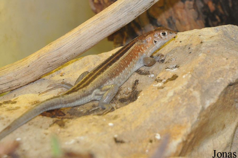 Tracheloptychus madagascariensis