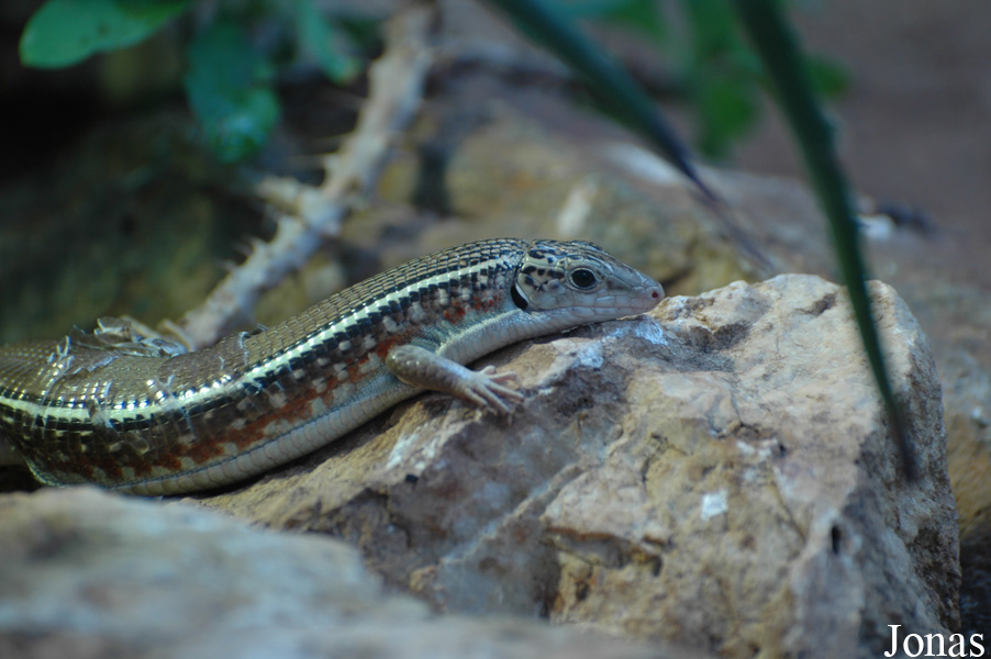 Zonosaurus karsteni