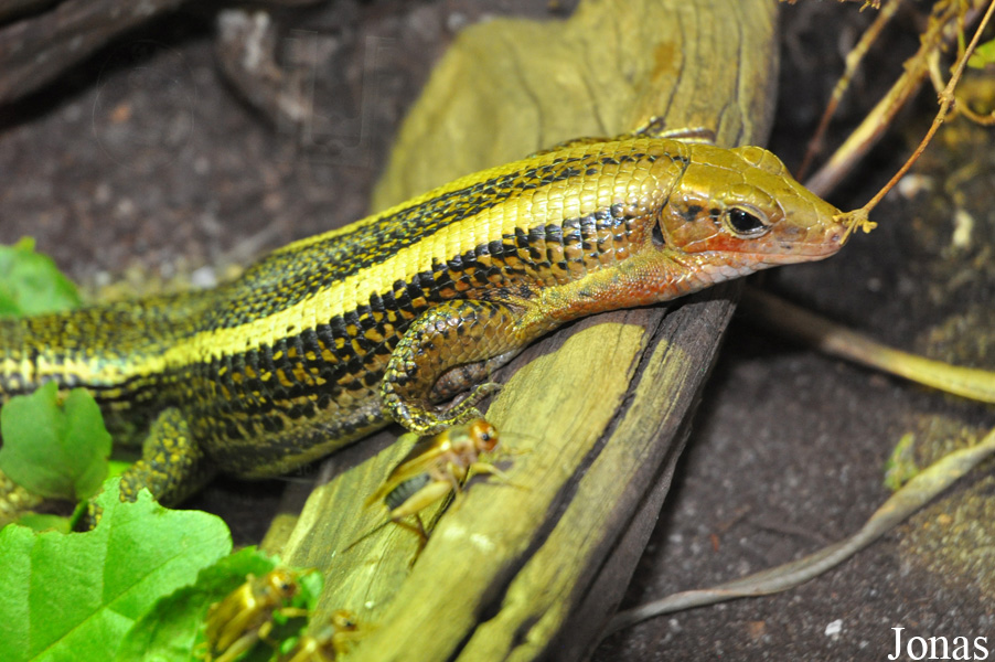 Zonosaurus laticaudatus