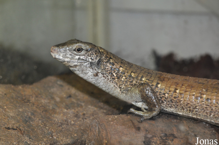 Zonosaurus maximus
