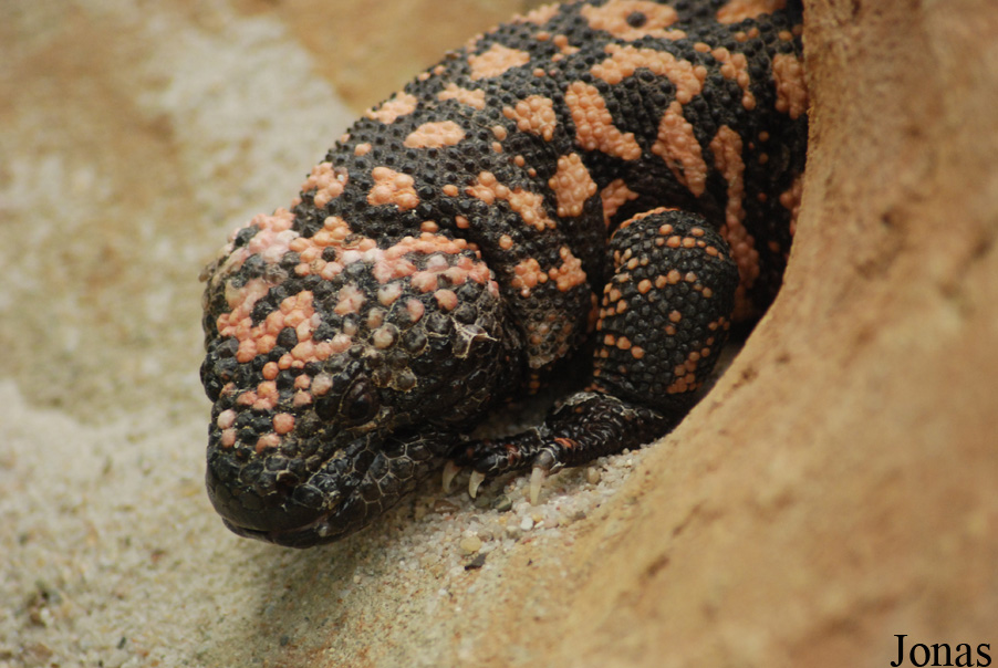 Heloderma suspectum