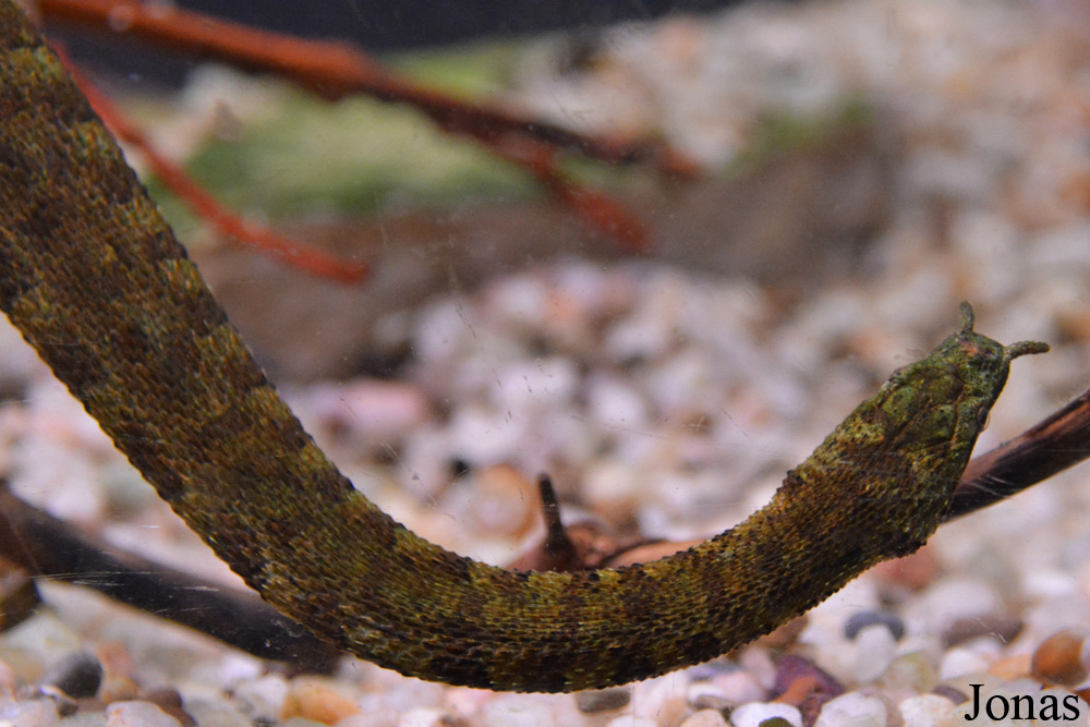Erpeton tentaculatum