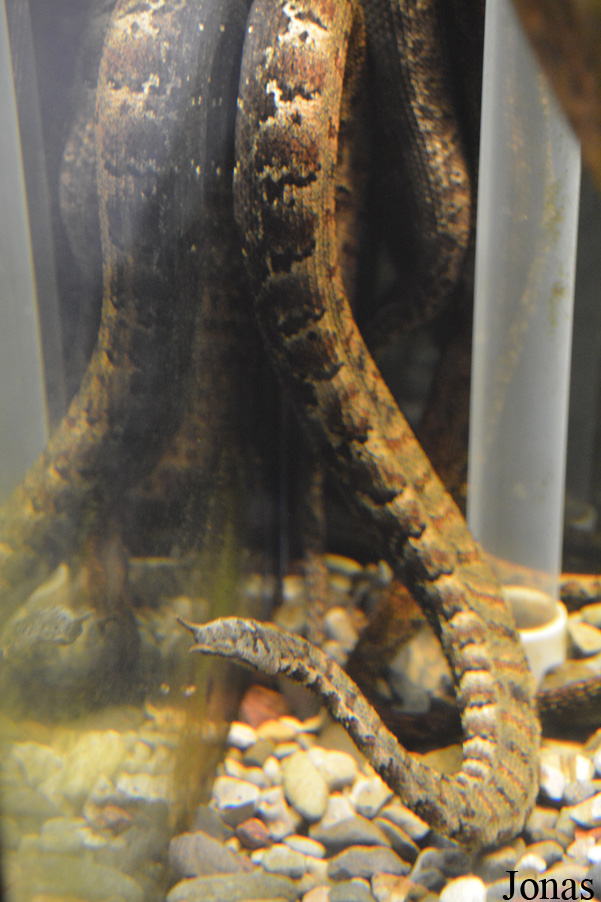 Erpeton tentaculatum