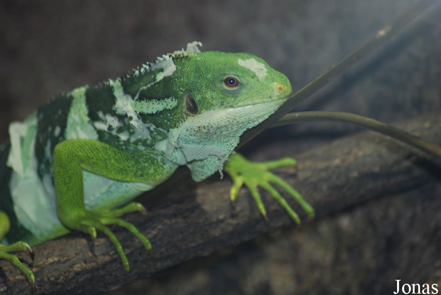 Brachylophus fasciatus
