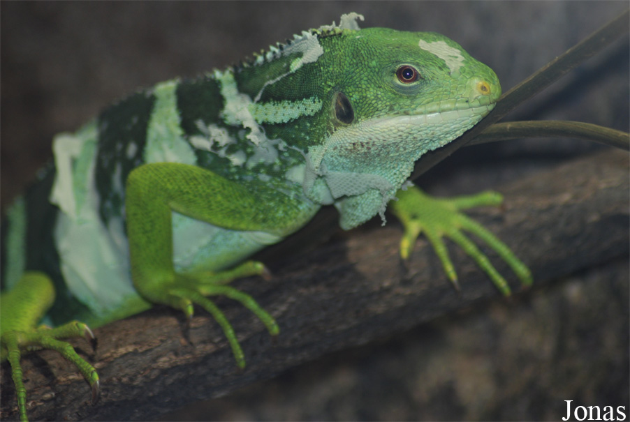 Brachylophus fasciatus