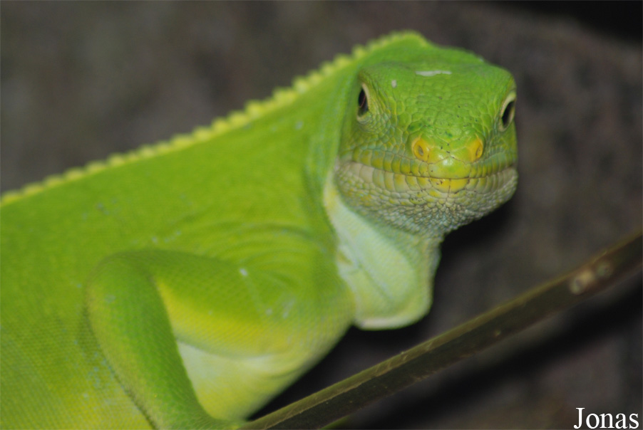 Brachylophus fasciatus