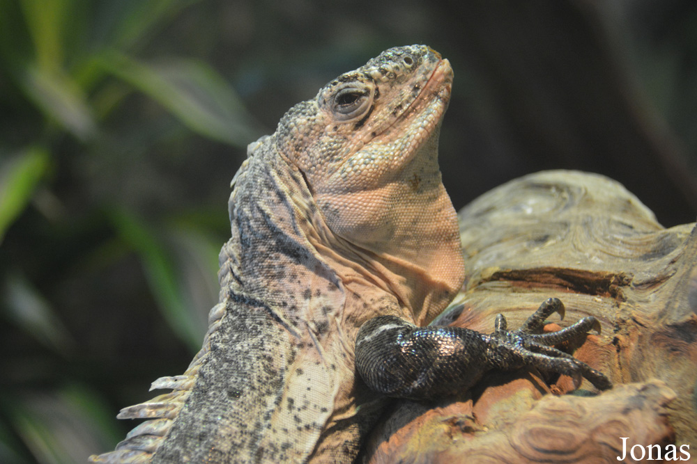 Ctenosaura bakeri