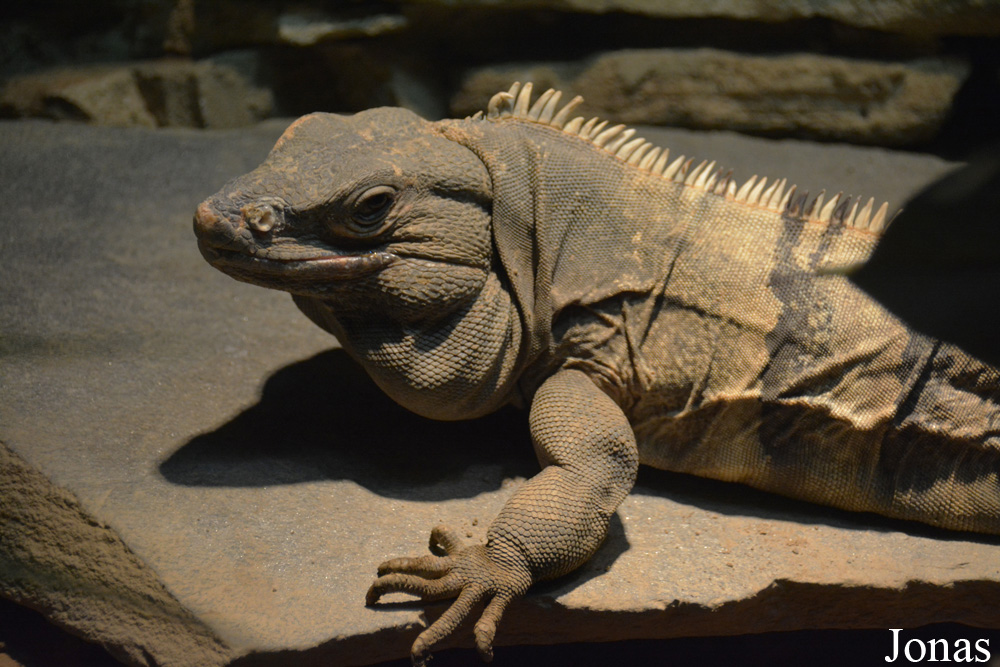 Ctenosaura similis