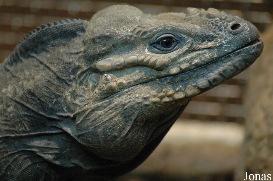 Cyclura cornuta