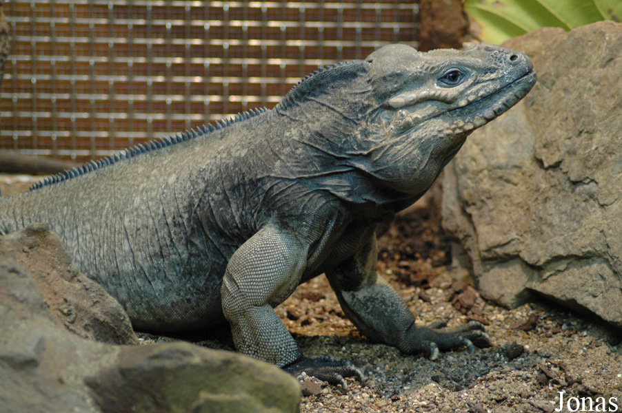 Cyclura cornuta