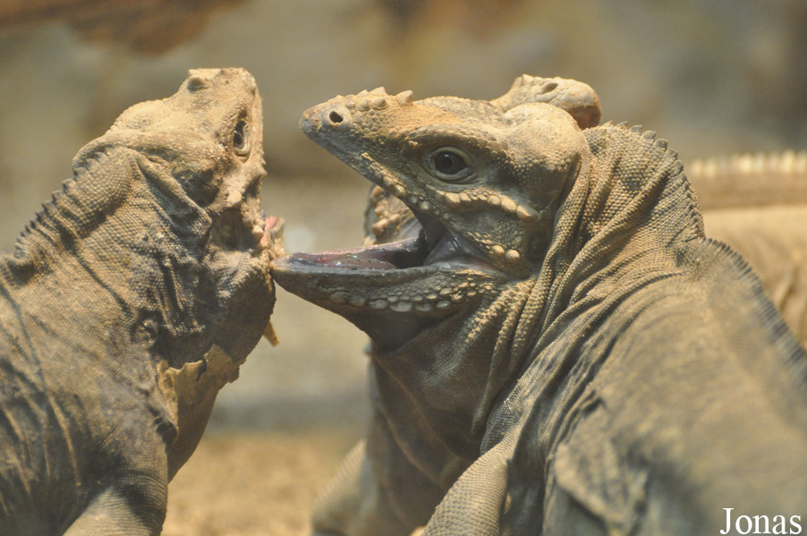 Cyclura cornuta