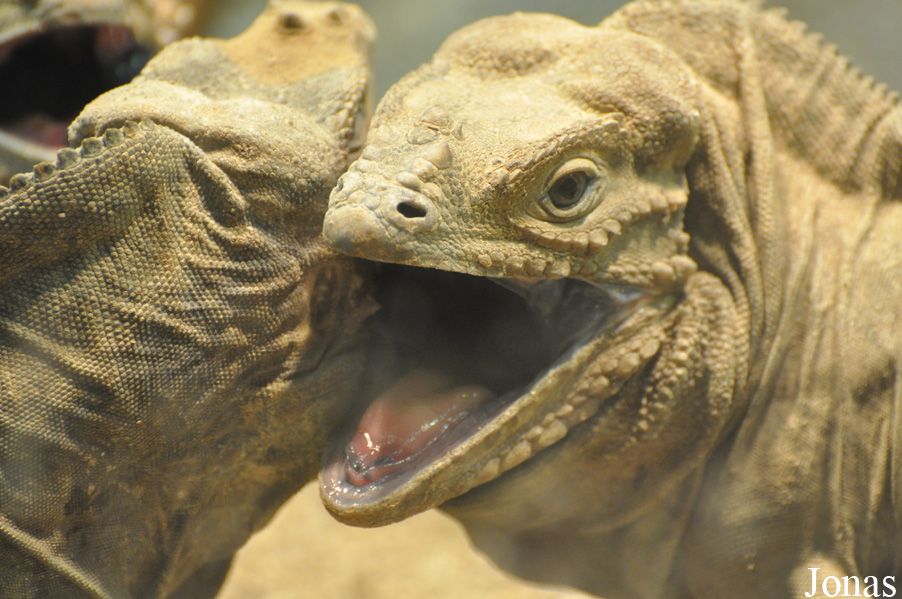 Cyclura cornuta