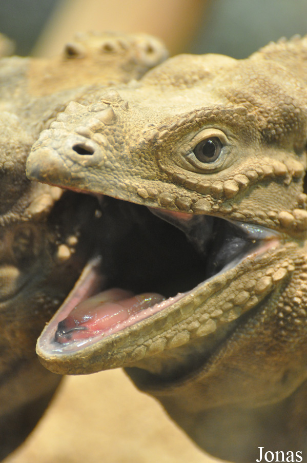 Cyclura cornuta