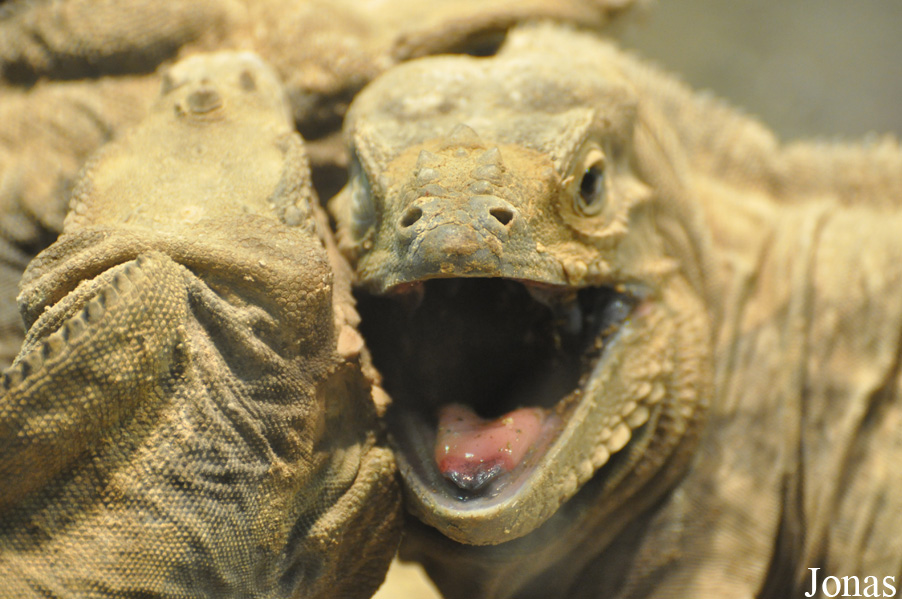 Cyclura cornuta