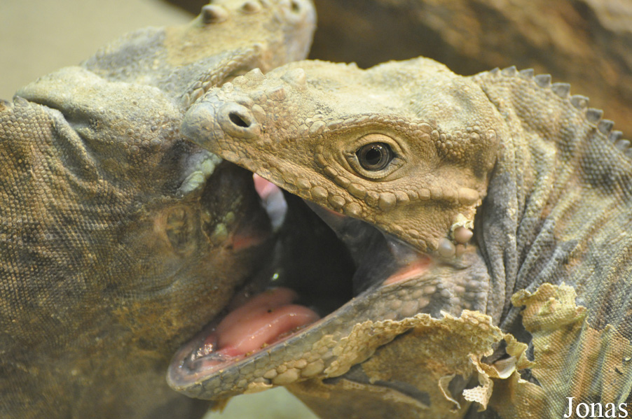 Cyclura cornuta