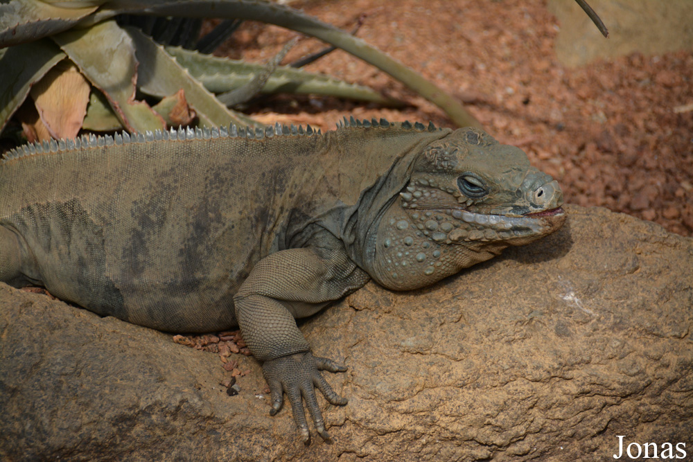 Cyclura lewisi