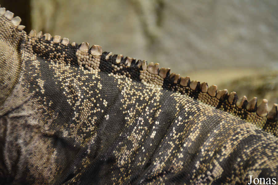 Cyclura nubila