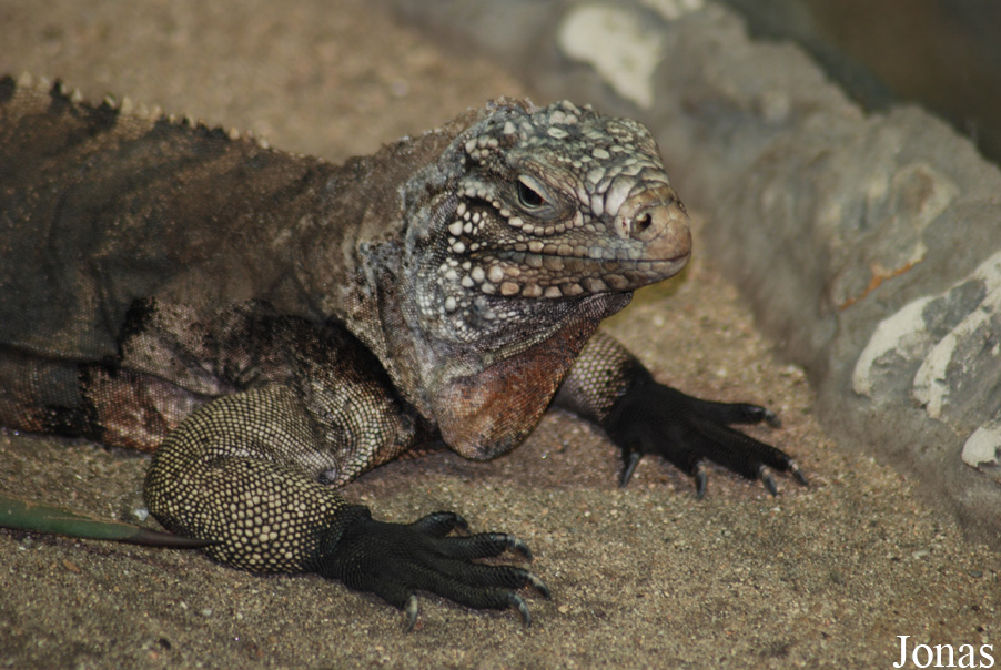 Cyclura nubila