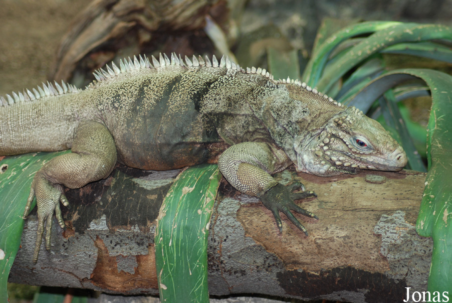 Cyclura nubila