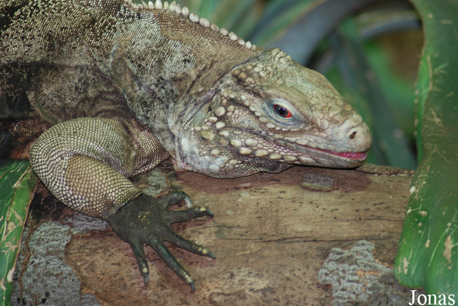 Cyclura nubila