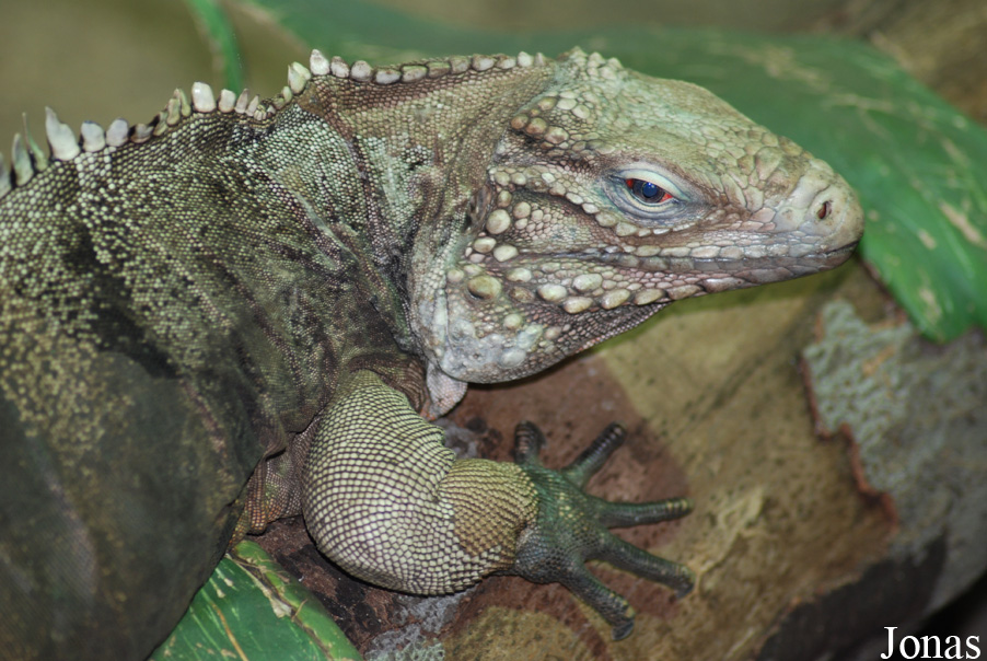 Cyclura nubila