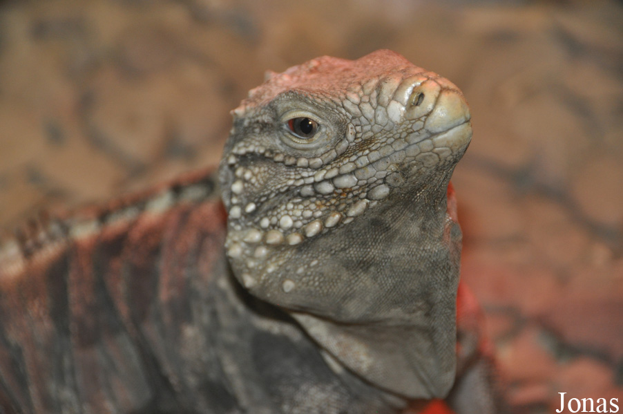 Cyclura nubila