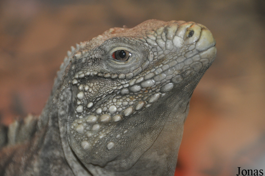 Cyclura nubila