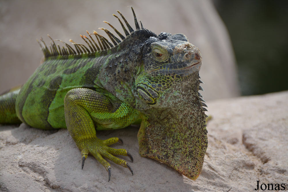 Iguana iguana