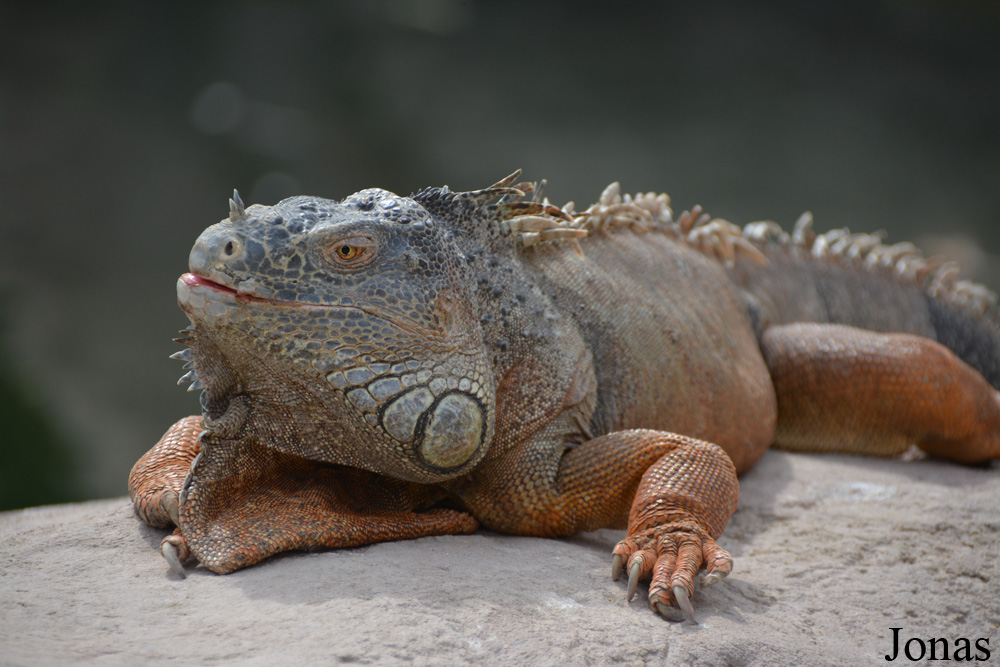 Iguana iguana