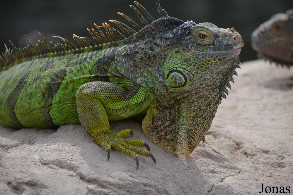 Iguana iguana