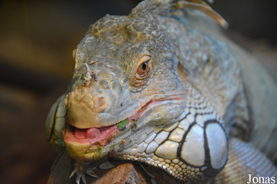 Iguana iguana
