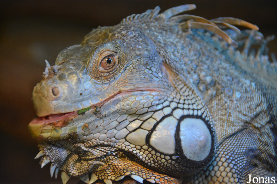 Iguana iguana