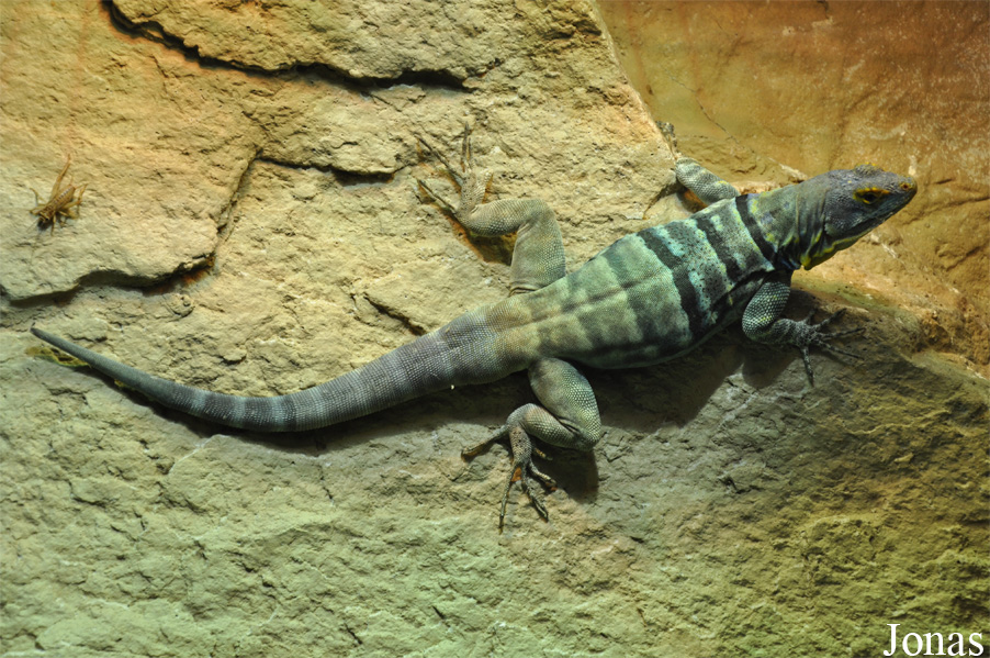 Petrosaurus thalassinus