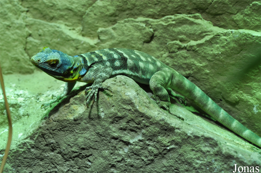 Petrosaurus thalassinus