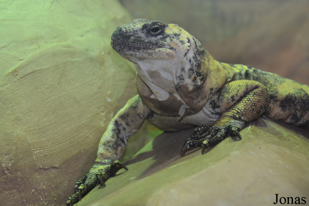 Sauromalus varius