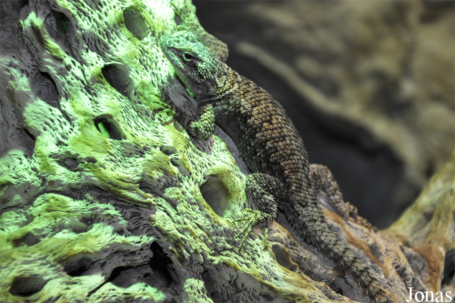 Sceloporus jarrovi