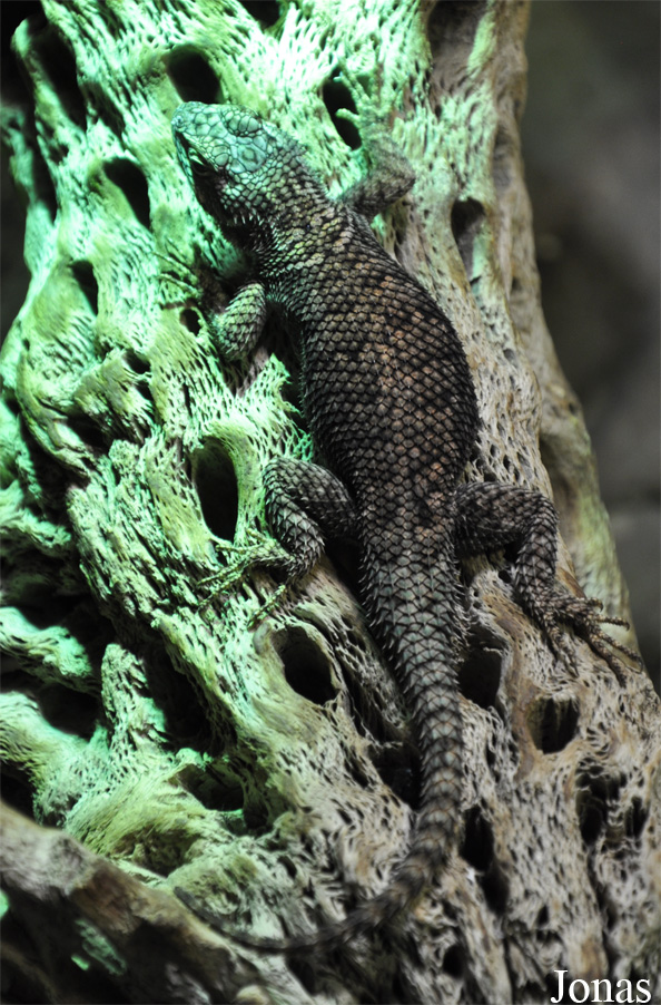 Sceloporus jarrovi