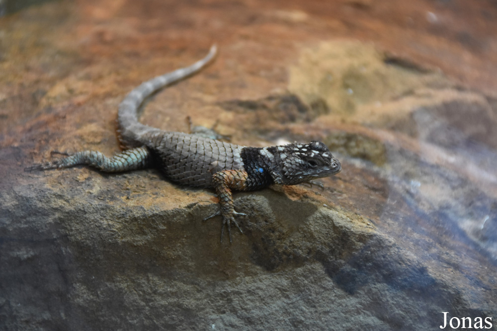 Sceloporus macdougalli