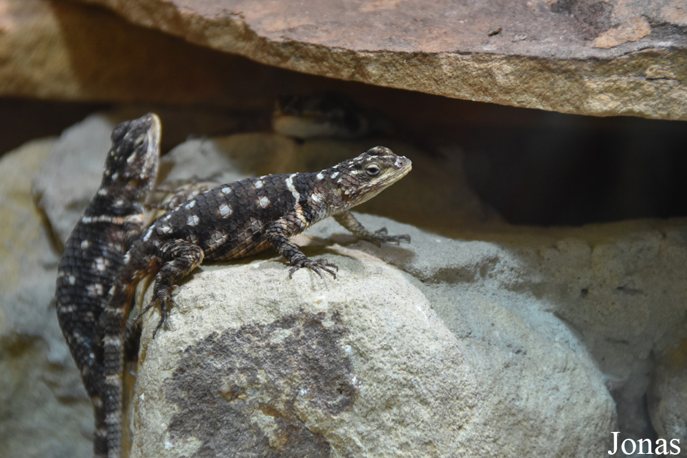 Sceloporus macdougalli