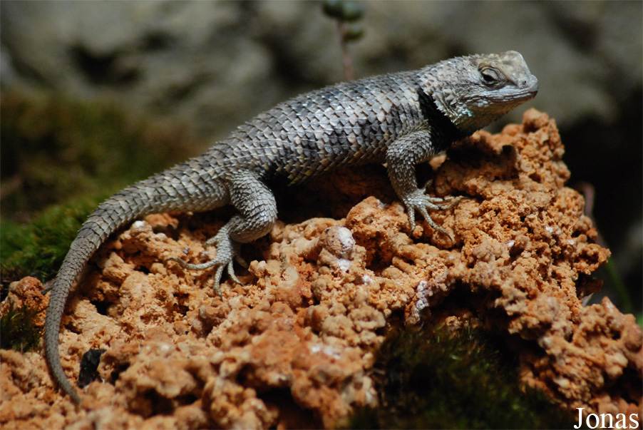Sceloporus magister