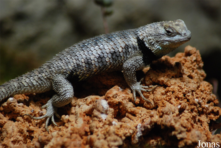 Sceloporus magister