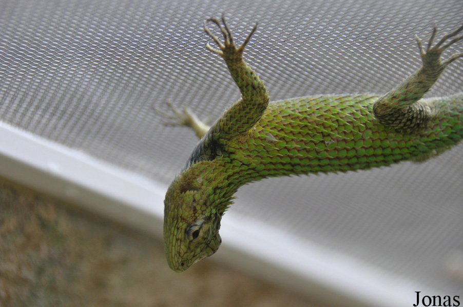Sceloporus malachiticus